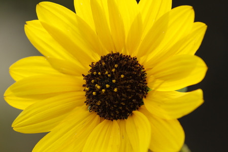 Beautiful Yellow Sunflowerの写真素材