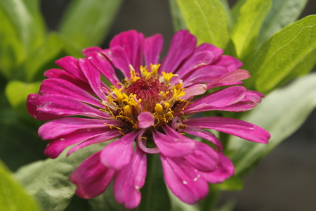 Beautiful Zinnia Summer Flowerの写真素材
