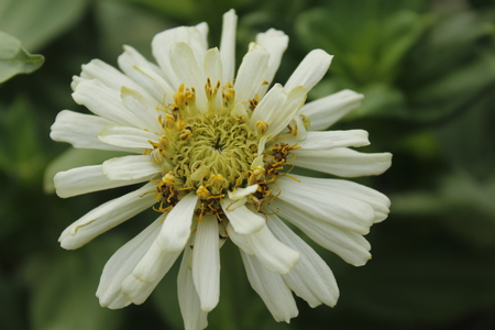 Beautiful Zinnia Summer Flowerの写真素材