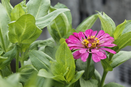 Beautiful Zinnia Summer Flowerの写真素材