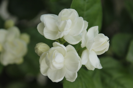 White Jasminum Sambacの写真素材