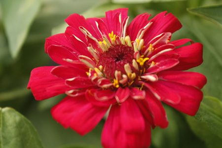 Beautiful Zinnia Summer Flowerの写真素材
