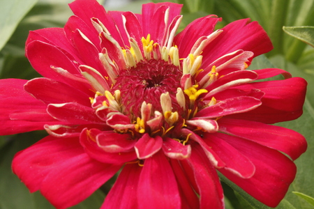Beautiful Zinnia Summer Flowerの写真素材