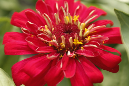 Beautiful Zinnia Summer Flowerの写真素材
