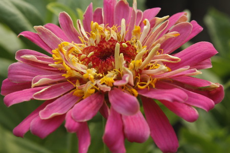 Beautiful Zinnia Summer Flowerの写真素材
