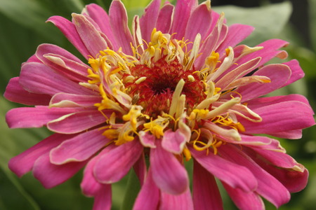Beautiful Zinnia Summer Flowerの写真素材