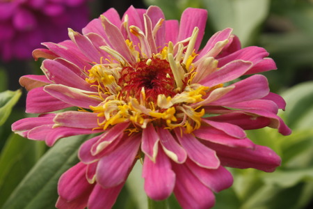 Beautiful Zinnia Summer Flowerの写真素材