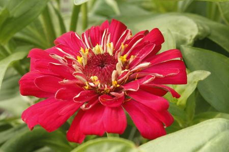 Beautiful Zinnia Summer Flowerの写真素材