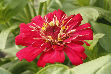 Beautiful Zinnia Summer Flowerの写真素材