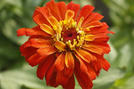 Beautiful Zinnia Summer Flowerの写真素材