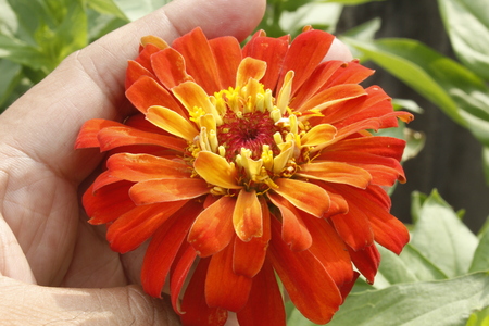 Beautiful orange Zinnia Summer Flowerの写真素材