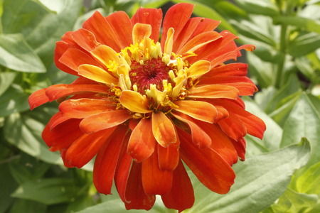 Beautiful Orange Zinnia Summer Flowerの写真素材