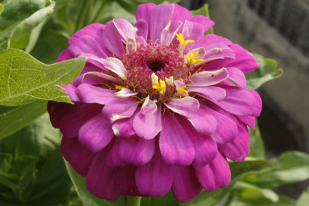 Beautiful Zinnia Summer Flowerの写真素材
