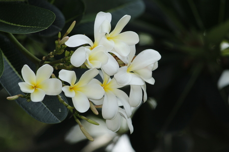 Beautiful Frangipani Plumeriaの写真素材