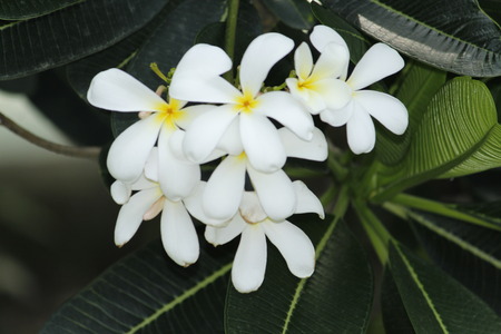 Beautiful Frangipani Plumeriaの写真素材