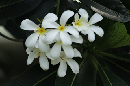 Beautiful Frangipani Plumeriaの写真素材