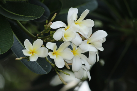 Beautiful Frangipani Plumeriaの写真素材