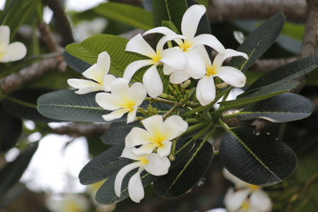 Beautiful Frangipani Plumeriaの写真素材