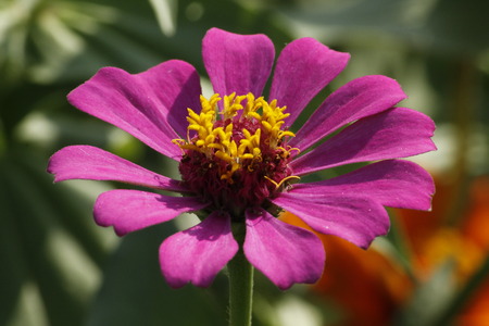 Colorful Zinnia Flowerの写真素材