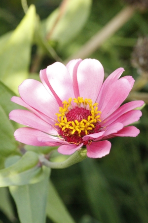 Colorful Zinnia Flowerの写真素材