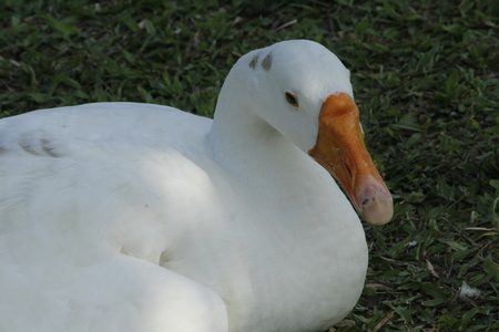 Beautiful White Swanの写真素材
