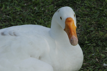 Beautiful White Swanの写真素材