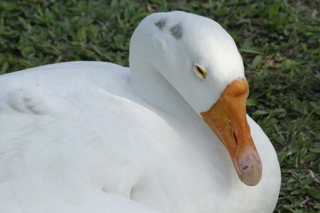 Beautiful White Swanの写真素材