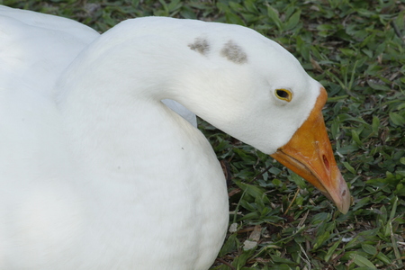 Beautiful White Swanの写真素材
