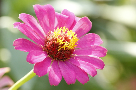 Beautiful Zinnia Summer Flowerの写真素材