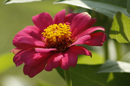 Beautiful Zinnia Summer Flowerの写真素材