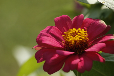 Beautiful Zinnia Summer Flowerの写真素材