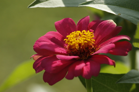 Beautiful Zinnia Summer Flowerの写真素材