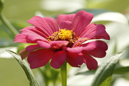 Beautiful Zinnia Summer Flowerの写真素材