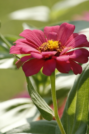 Beautiful Zinnia Summer Flowerの写真素材