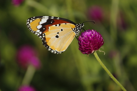 Beautiful Butterfly on the Flowerの写真素材