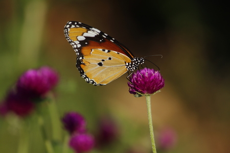 Beautiful Butterfly on the Flowerの写真素材