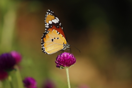 Beautiful Butterfly on the Flowerの写真素材