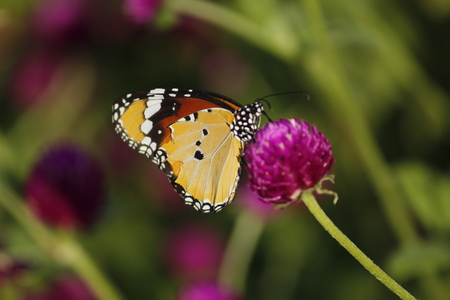 Beautiful Butterfly on the Flowerの写真素材