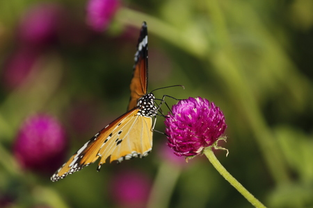 Beautiful Butterfly on the Flowerの写真素材