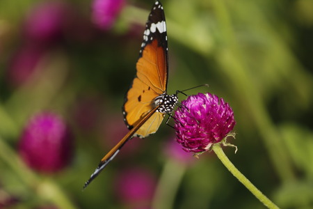 Beautiful Butterfly on the Flowerの写真素材