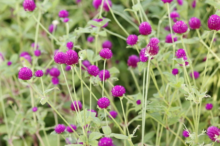 Beautiful Violet Bottom Flowerの写真素材
