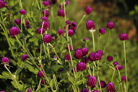 Beautiful Violet Bottom Flowerの写真素材