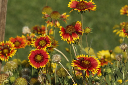 Beautiful Gallierdia Punchellaの写真素材