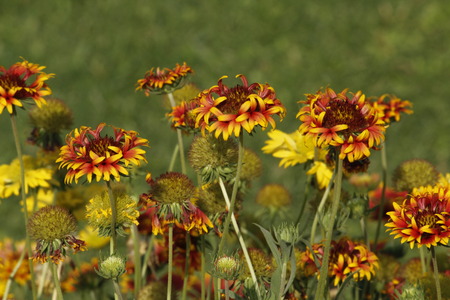 Beautiful Gallierdia Punchellaの写真素材