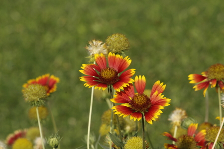 Beautiful Gallierdia Punchellaの写真素材