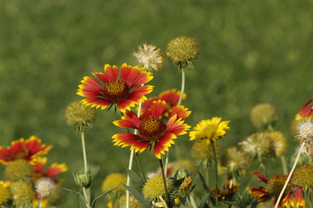 Beautiful Gallierdia Punchellaの写真素材