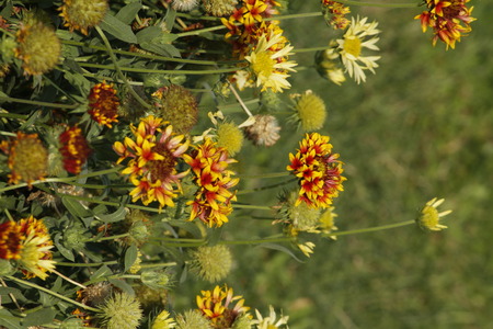 Beautiful Gallierdia Punchellaの写真素材