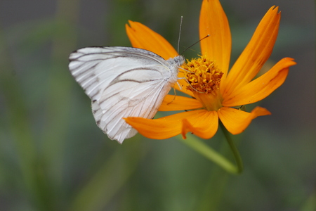 Beautiful White Butterfly on the Flowerの写真素材