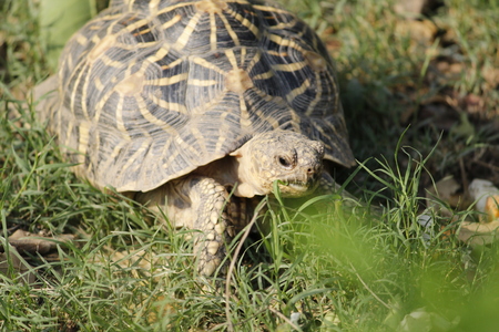 Beautiful wild baby turtle in the forestの写真素材