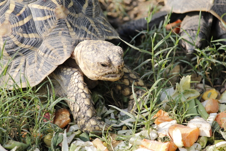 Beautiful wild baby turtle in the forestの写真素材